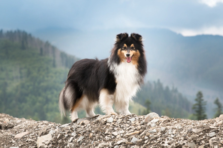 Shetland Sheepdog Dogs Breed - Information, Temperament, Size & Price | Lancaster Puppies