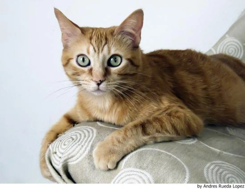 Europeo de Pelo Corto Cats Raza - Características, Fotos & Precio | MundoAnimalia