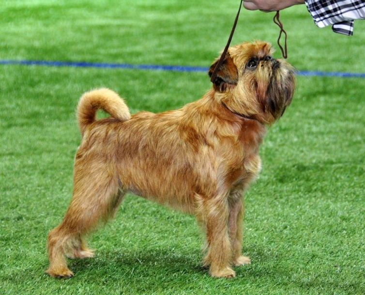 Griffon Bruxellois Dogs Breed - Information, Temperament, Size & Price | Pets4Homes