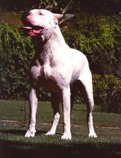 Dogo argentino Dogs Raza - Características, Fotos & Precio | MundoAnimalia