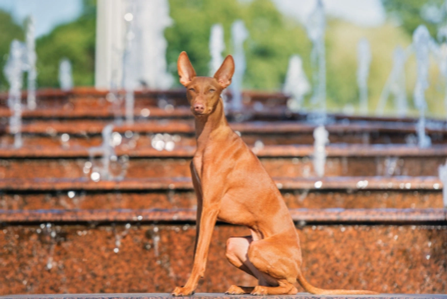 Cirneco del Etna Dogs Raza - Características, Fotos & Precio | MundoAnimalia