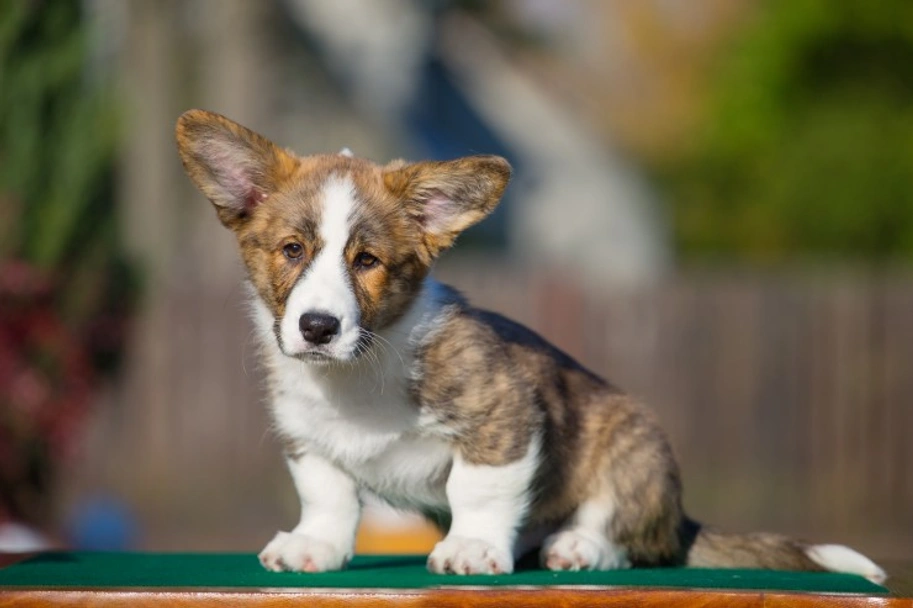 Welsh Corgi Cardigan Dogs Breed - Information, Temperament, Size & Price | Lancaster Puppies