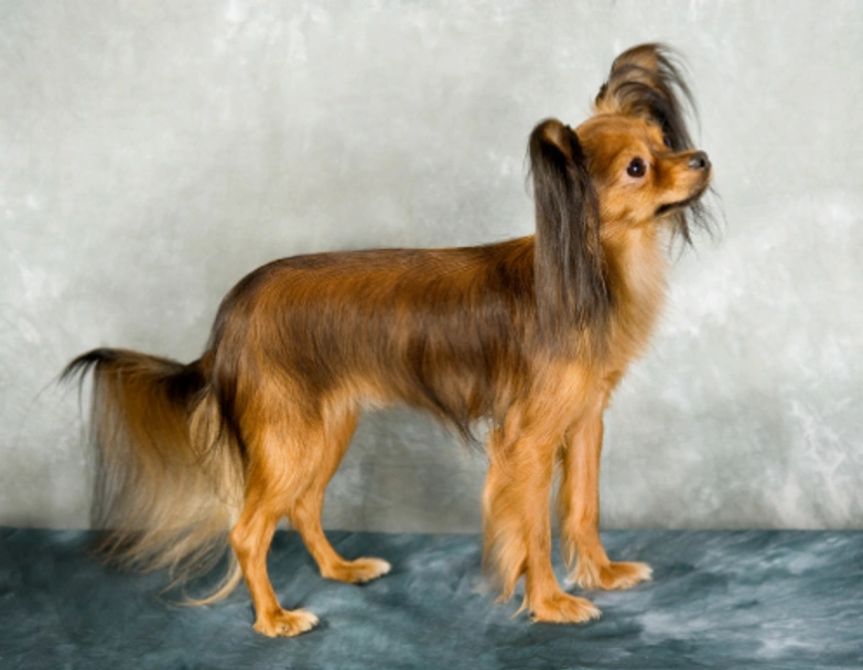 Russian Toy Terrier Dogs Breed - Information, Temperament, Size & Price | Lancaster Puppies