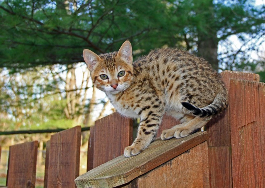 Savannah Cats Razza - Prezzo, Temperamento & Foto | AnnunciAnimali