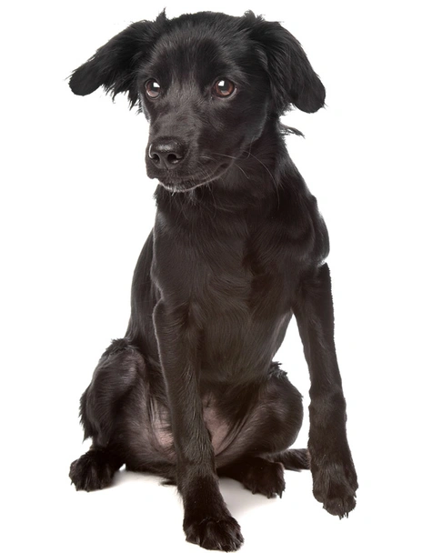 Markiesje Dogs Ras: Karakter, Levensduur & Prijs | Puppyplaats