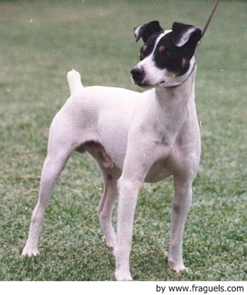 Ratonero Bodeguero Andaluz Dogs Raza - Características, Fotos & Precio | MundoAnimalia