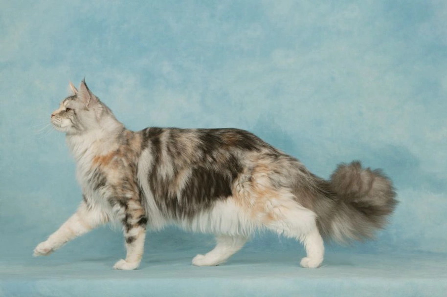 Maine Coon Cats Razza - Prezzo, Temperamento & Foto | AnnunciAnimali