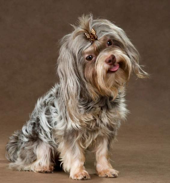 Bolonka Zwetna Dogs Ras: Karakter, Levensduur & Prijs | Puppyplaats