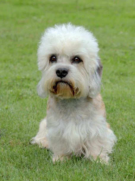Dandie Dinmont Terriër Dogs Ras: Karakter, Levensduur & Prijs | Puppyplaats