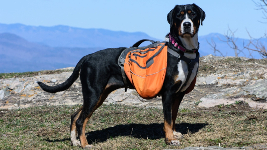 Greater Swiss Mountain Dog Dogs Breed - Information, Temperament, Size & Price | Pets4Homes