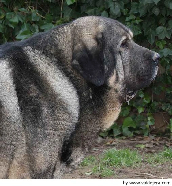 Mastín Español Dogs Raza - Características, Fotos & Precio | MundoAnimalia