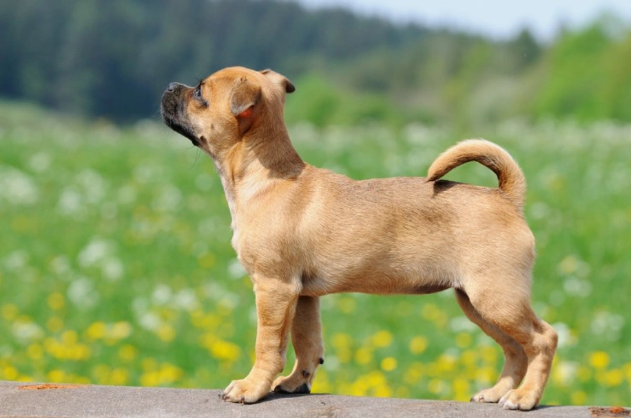 Jug Dogs Breed - Information, Temperament, Size & Price | Pets4Homes