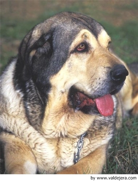 Mastín Español Dogs Raza - Características, Fotos & Precio | MundoAnimalia