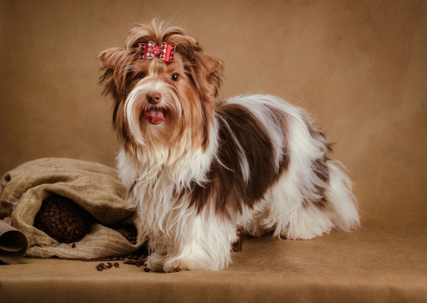 Biewer Terrier Dogs Ras: Karakter, Levensduur & Prijs | Puppyplaats