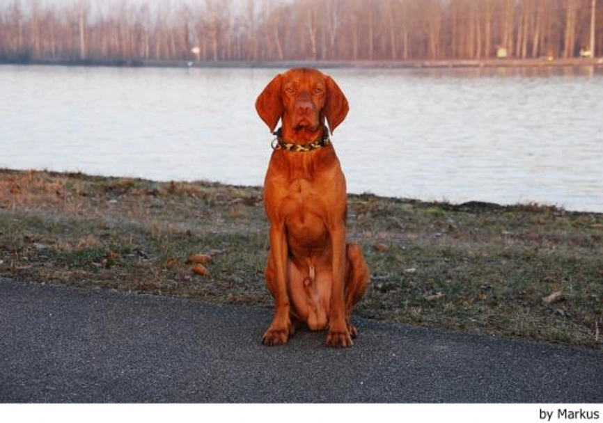 Vizsla korthaar Dogs Ras: Karakter, Levensduur & Prijs | Puppyplaats