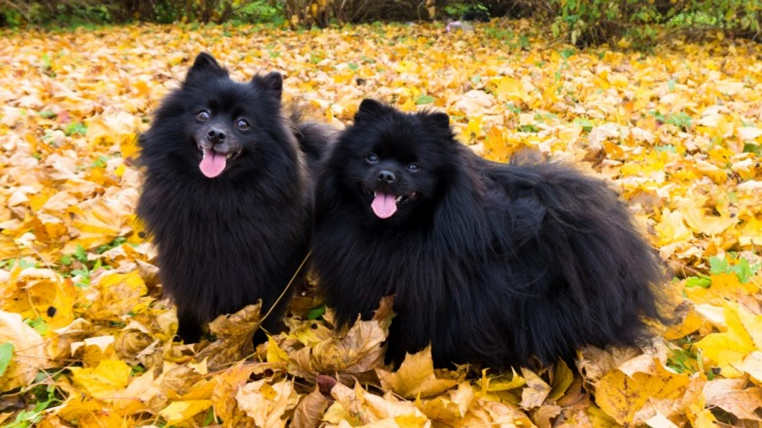 German Spitz Dogs Breed - Information, Temperament, Size & Price | Pets4Homes