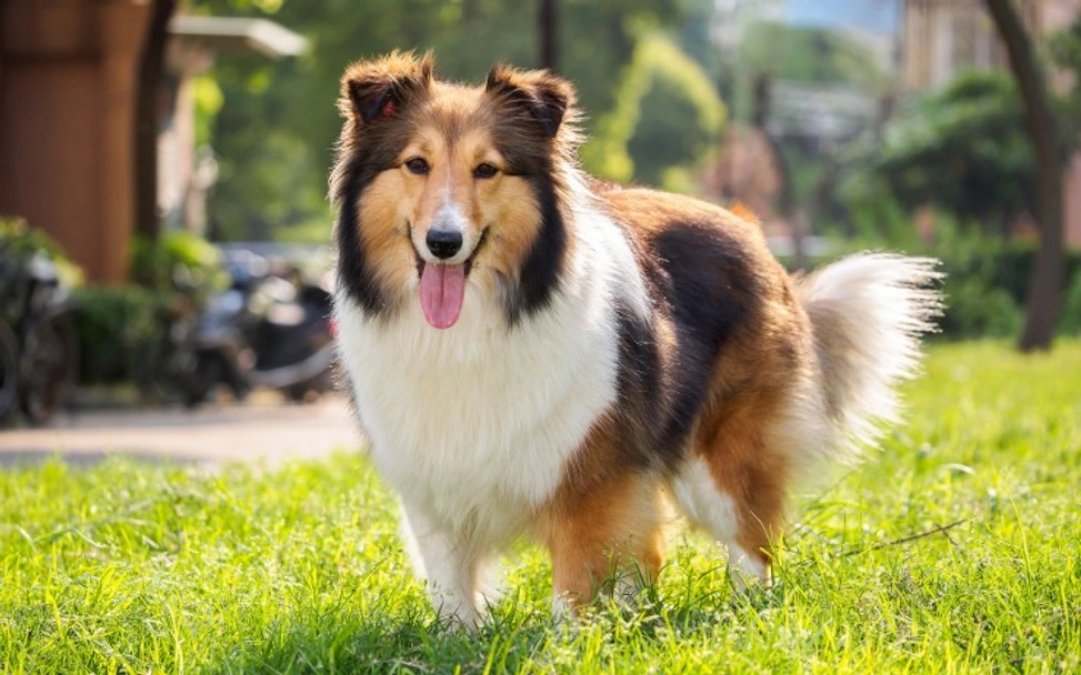 Shetland Sheepdog Dogs Breed - Information, Temperament, Size & Price | Lancaster Puppies