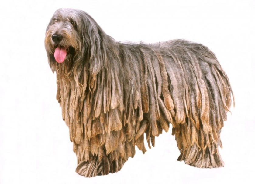 Bergamasco Dogs Ras: Karakter, Levensduur & Prijs | Puppyplaats