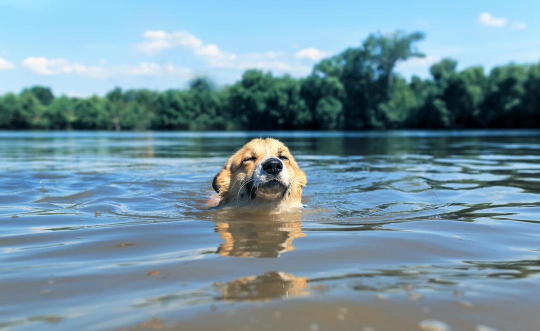 Teach your dog to swim: A step-by-step guide to water fun