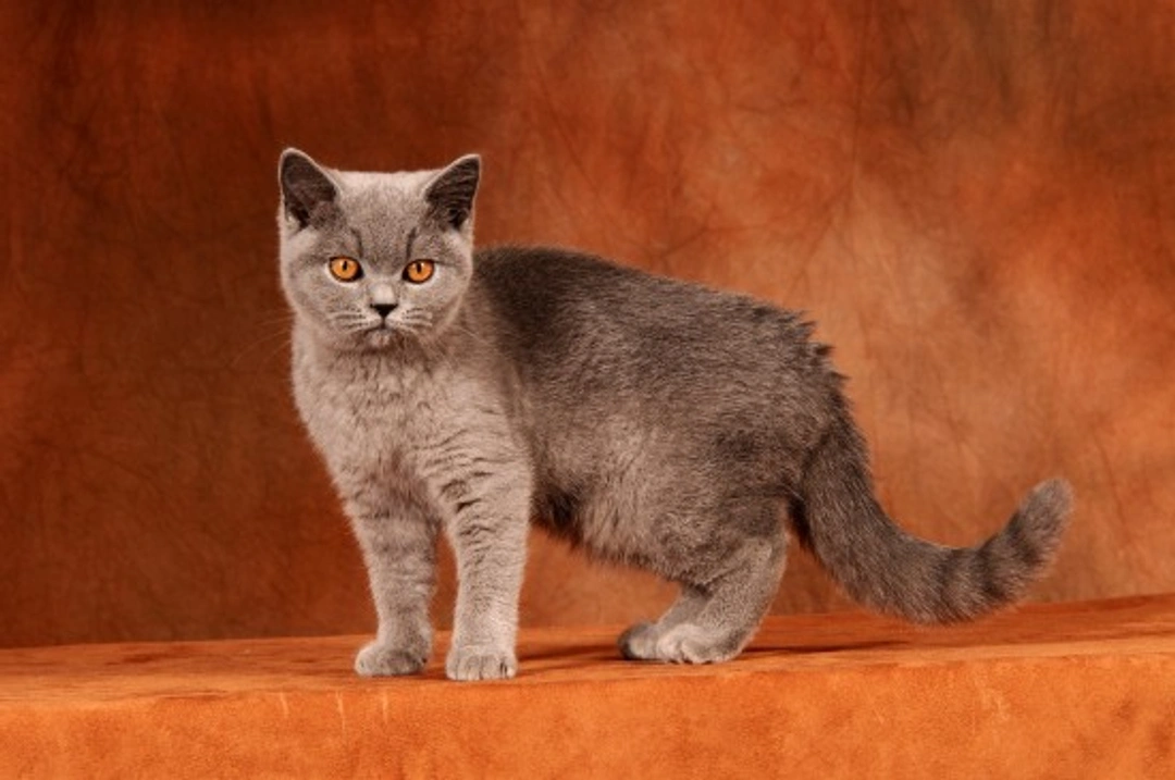 The Feline Calendar: 12 Monthly Tips to Keep Your Cat Healthy