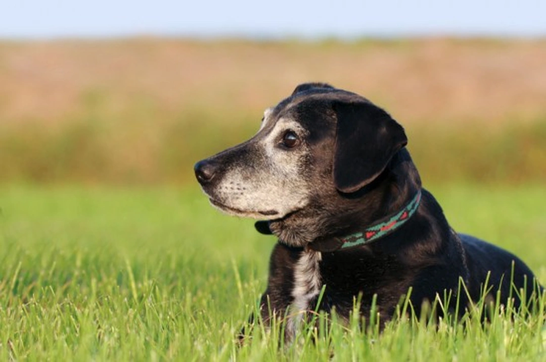 Why Adopt an Older Dog? Benefits & Considerations