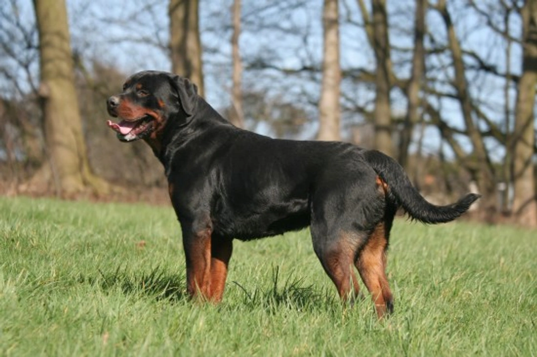 Tail Docking in Dogs: What You Should Know