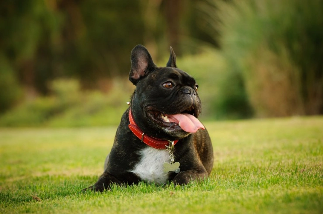 What are the Symptoms of Asthma in Dogs?