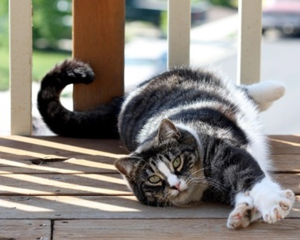 American Shorthair: prezzo, carattere e mantello del gatto americano