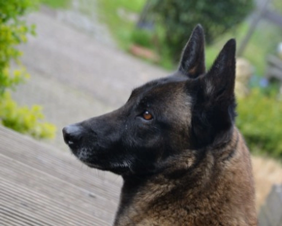 Cane da Pastore Belga Malinois nero. Dove trovarlo e a che prezzo?