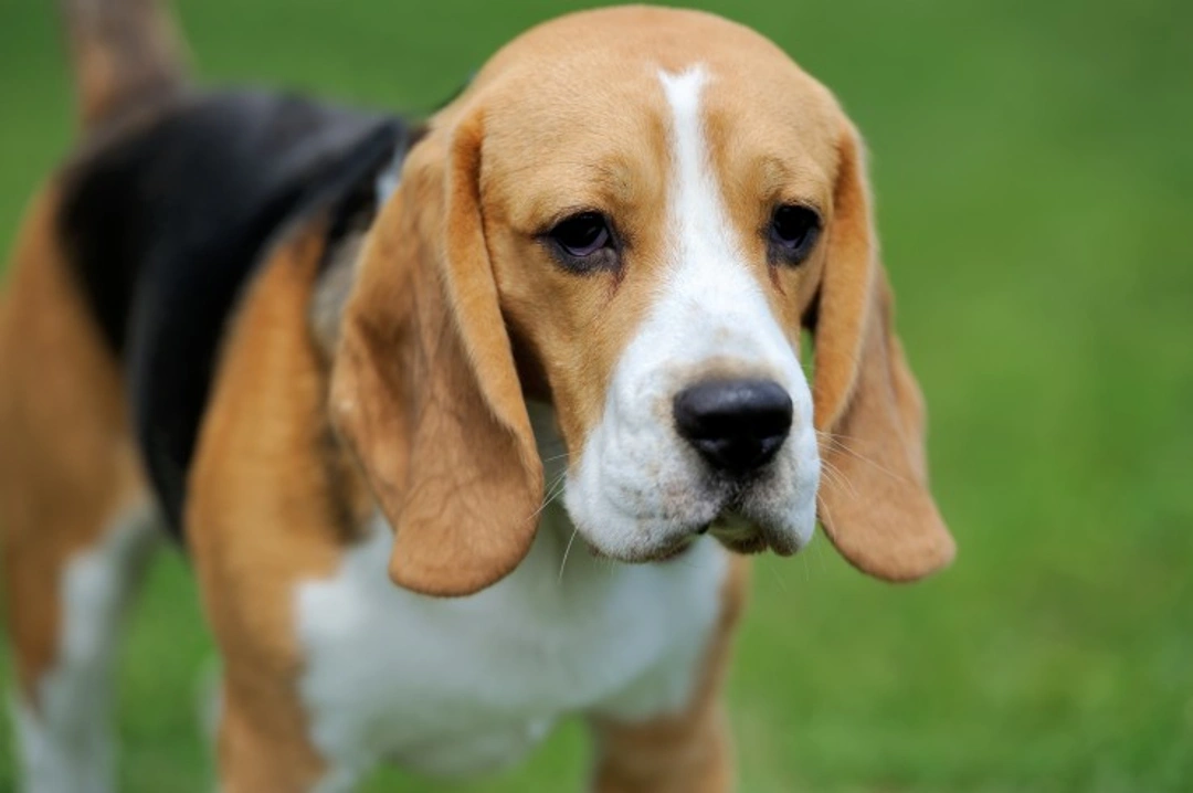 Musladin-Lueke Syndrome in Beagles: Causes, Symptoms & Testing