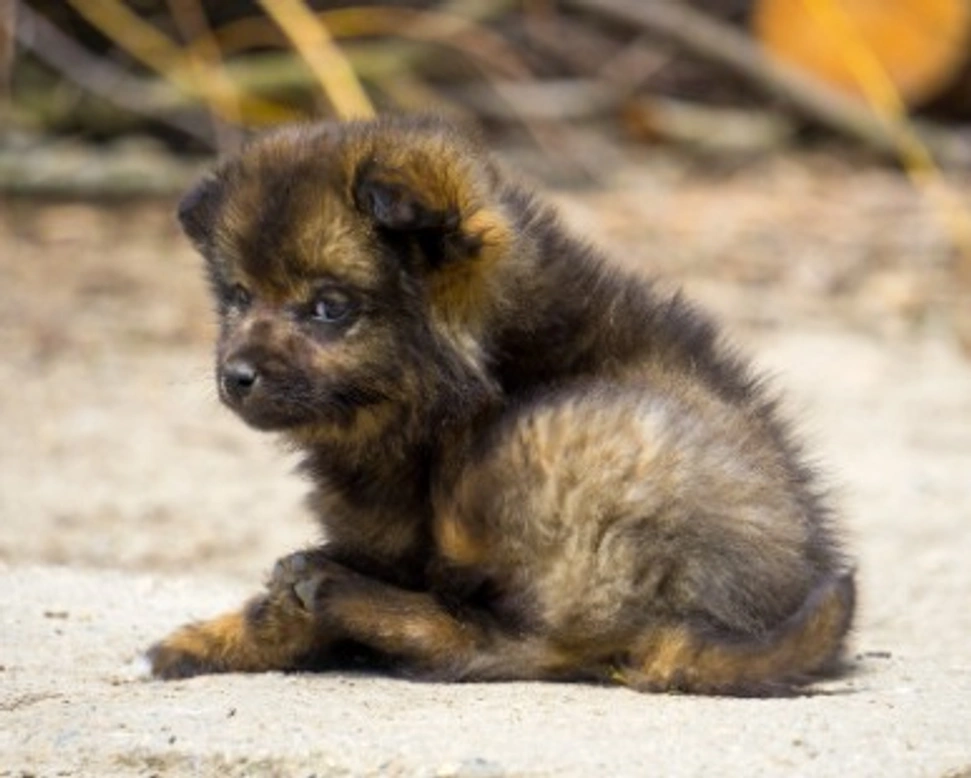 Associazioni animali: Balzoo Siracusa