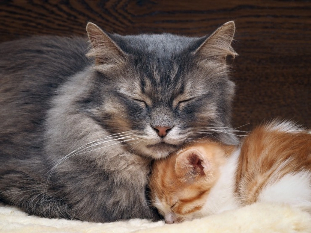6 Key Life Skills Mother Cats Teach Their Kittens