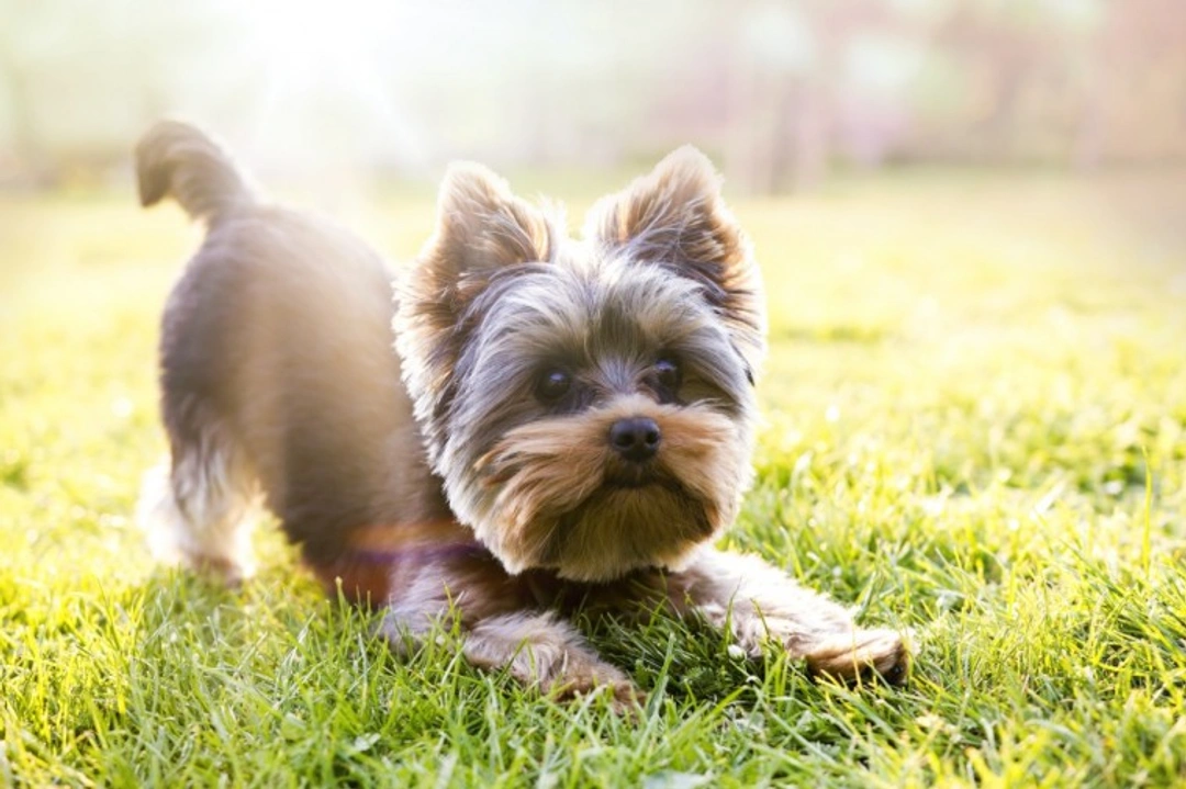 10 Essential Facts About Yorkshire Terriers Before Buying