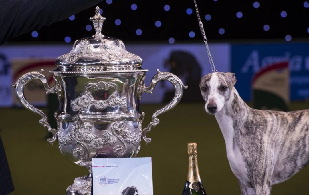 Is Winning an Award at Crufts Profitable? Costs and Rewards Explained