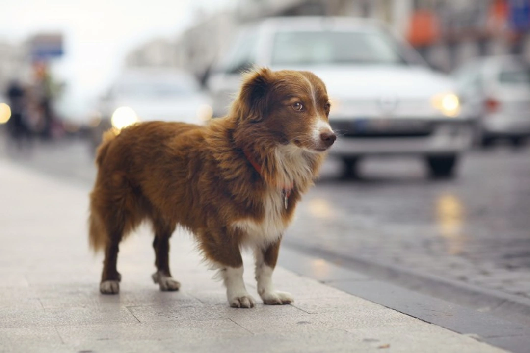 Keeping a dog happy and safe in urban environments