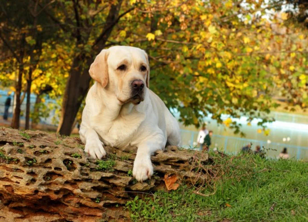 Manage Your Labrador Retriever’s Weight and Eating Habits