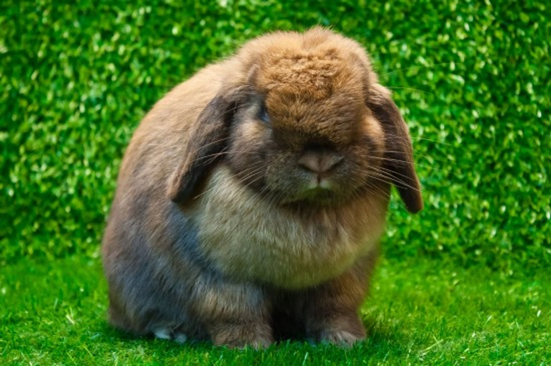 Top 10 Best House Rabbit Breeds for Indoor Pets