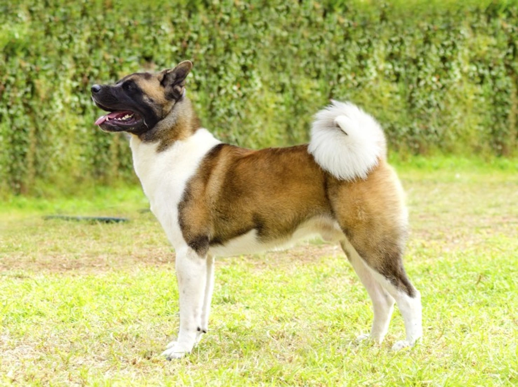 Hip Dysplasia in the Akita: Complete Guide & Prevention Tips