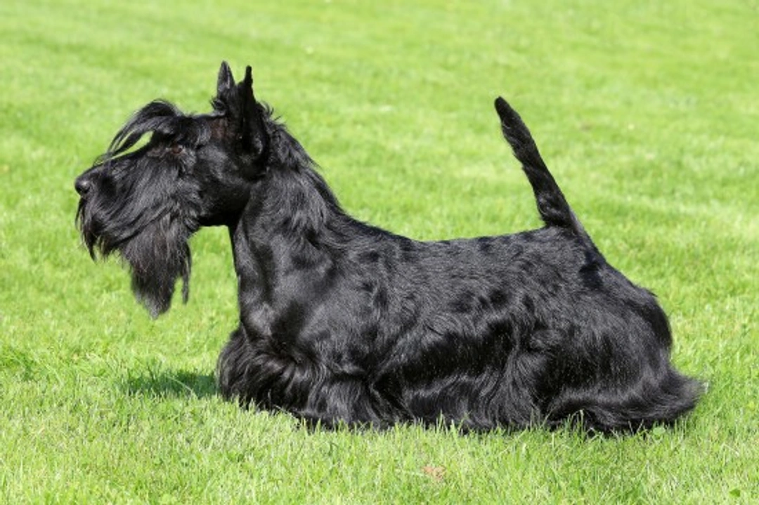 Popular wirehaired dog breeds and their care