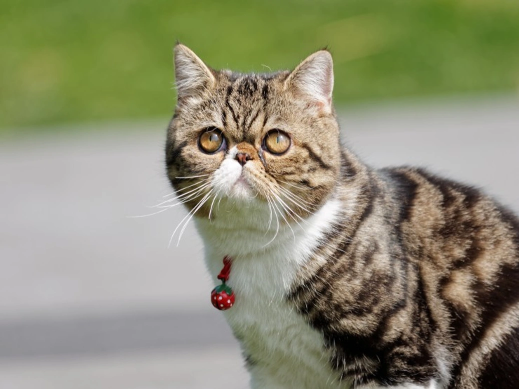 Understanding AD-PKD in Cats: Causes, Symptoms, and Care