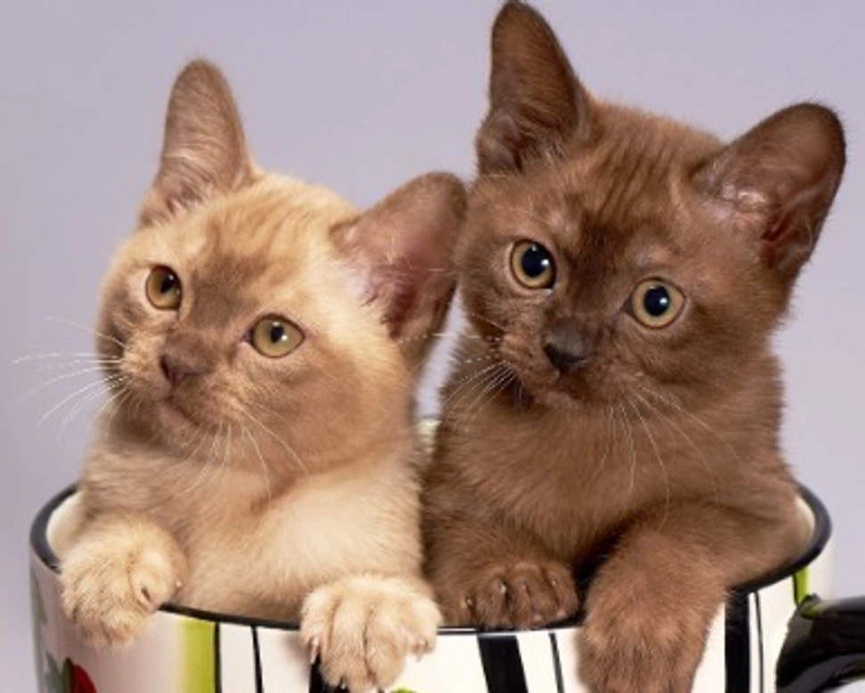 Gatti: le principali razze