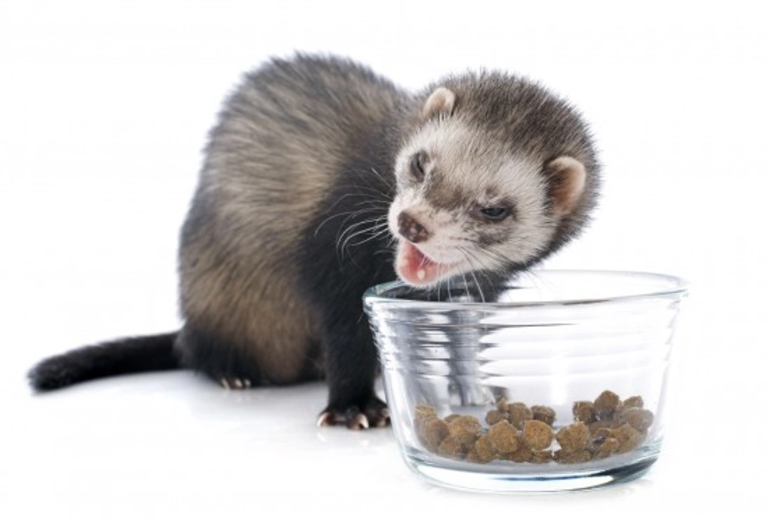 How to Feed a Ferret: Top 7 Essential Tips