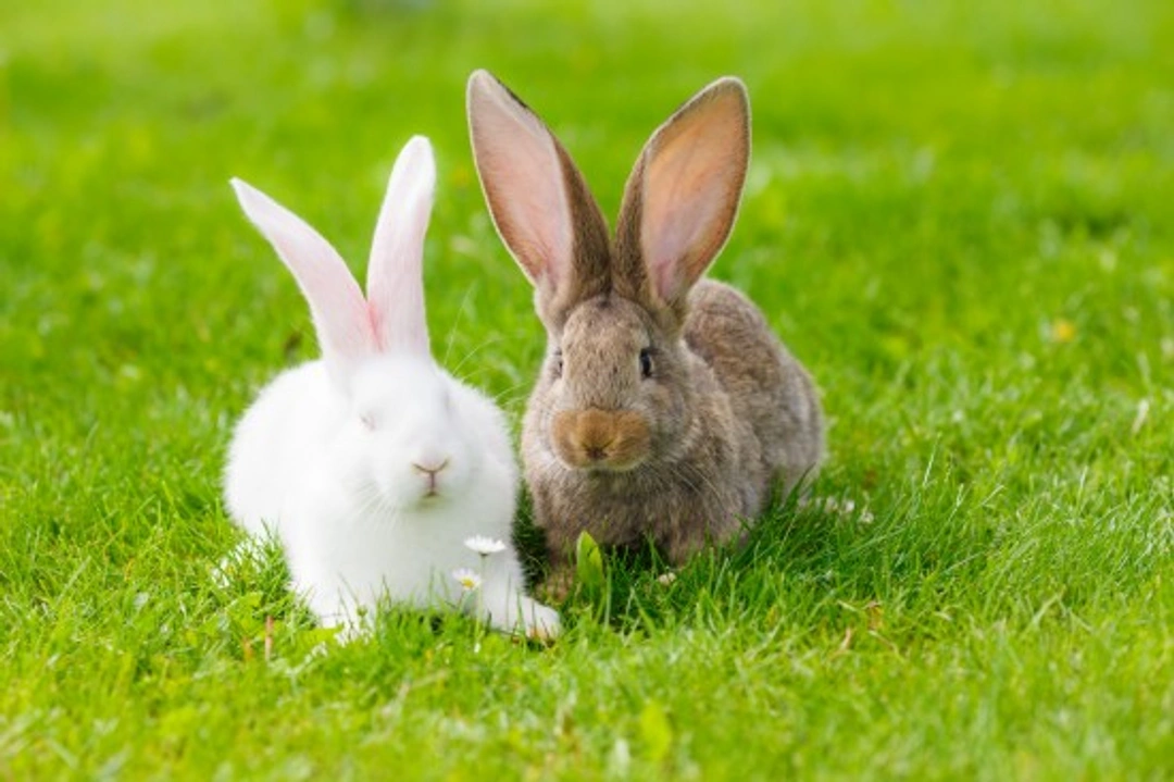 Can Rabbits Be Kept Together? Social Bonding Tips