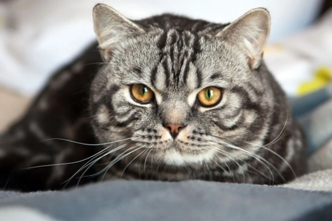 Pheromonatherapy for Dogs and Cats: Calming Stress Naturally