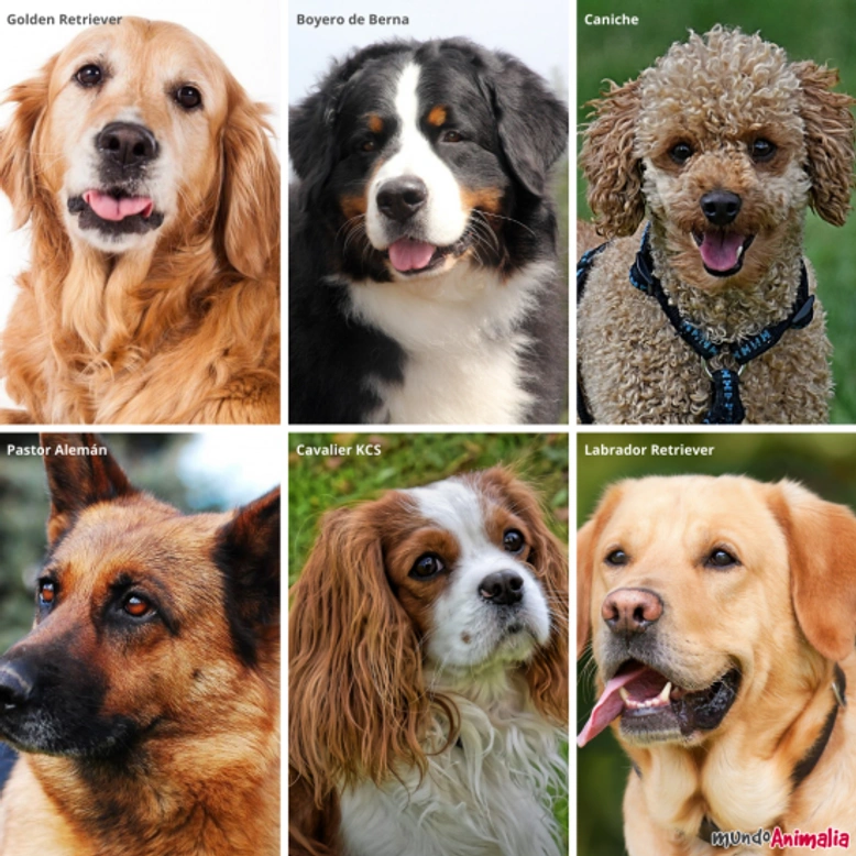 Razas de perros de terapia