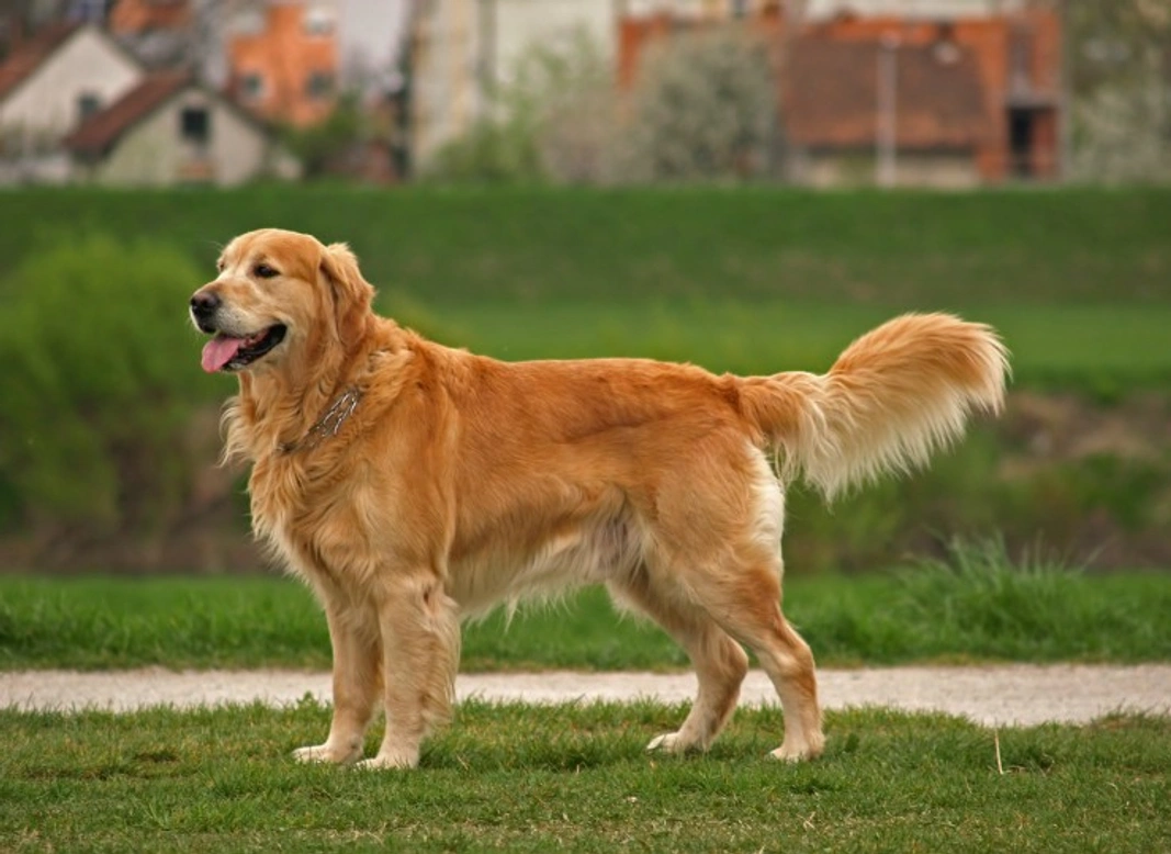 Top 5 Popular Retriever Dog Breeds in the USA