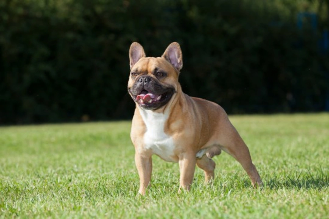 French bulldog health and care: Essential 2025 guide