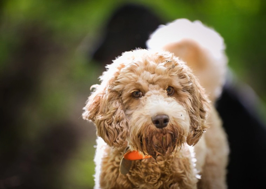 Five common misconceptions about hybrid dog types