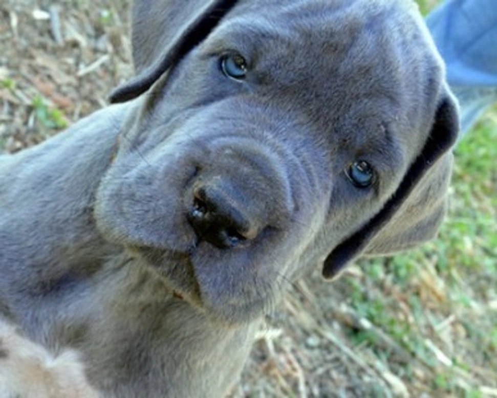 Alano: l'importanza dei periodi sensibili per i cuccioli - Parte 1°