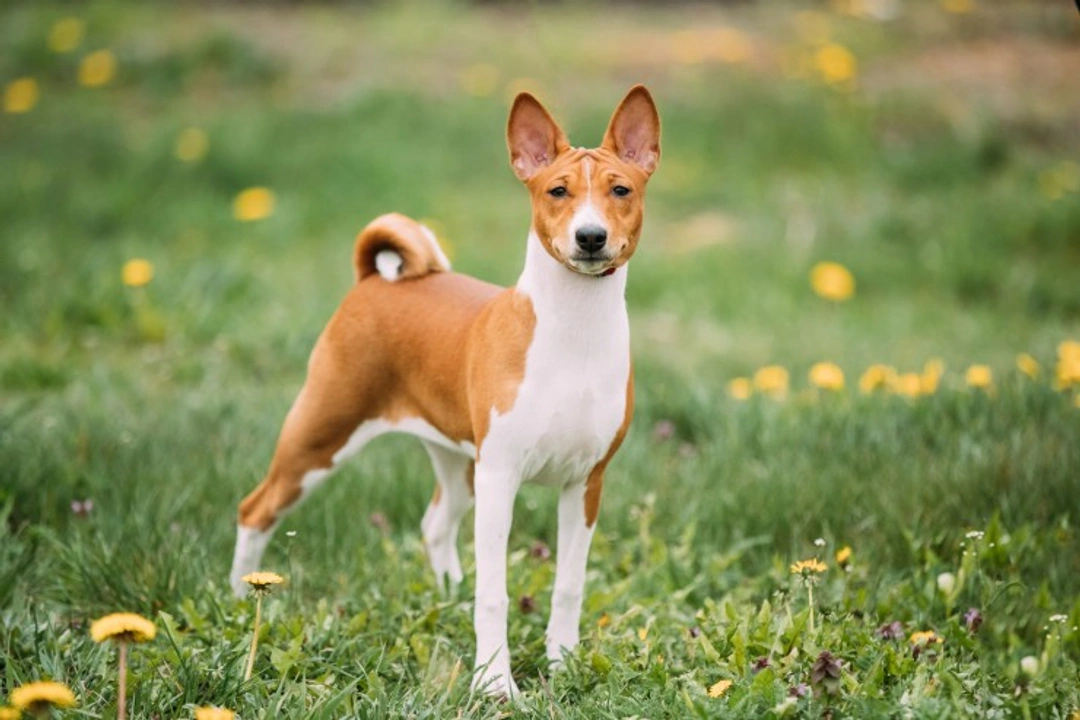 Immunoproliferative Enteropathy in Basenji Dogs: Key Facts & Care